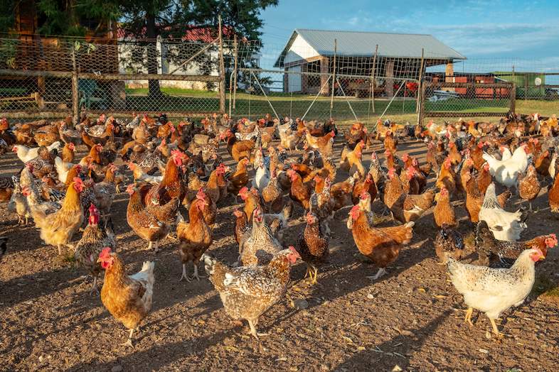 free-range-layers-0697-786x524