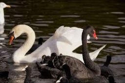 swans swans